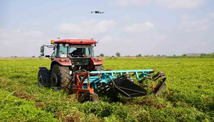Türkiyenin yer fıstığı üretim merkezi Osmaniyede, bu yıl 52 bin ton rekolte bekleniyor