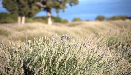 Yağmur suyuyla yetişiyor, yurt dışına ihracat ediliyor