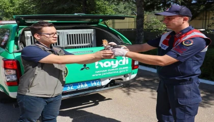 Yaralı olarak bulunan İbibik kuşu jandarma sayesinde yaşama tutundu