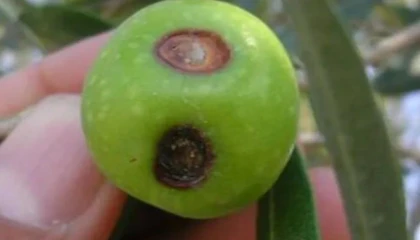 Zeytin üreticilerine meyve dökülmesi uyarısı