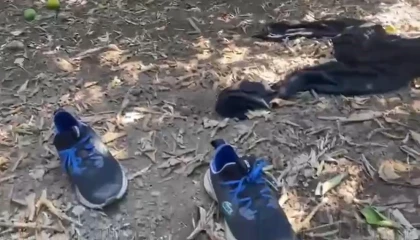 5 yıldızlı otele silahla saldırıp bahçede kıyafet değiştirmişler