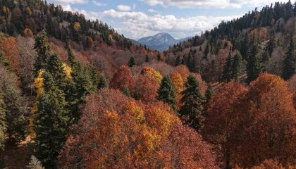 Adanada sonbahar güzelliği: Adeta doğa sanata dönüştü
