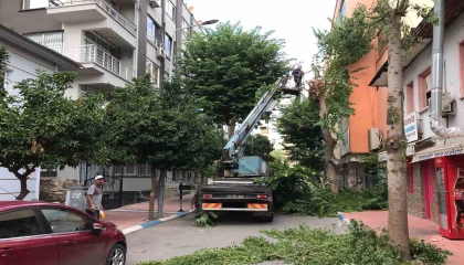 Akdenizde ağaçlara sonbahar bakımı