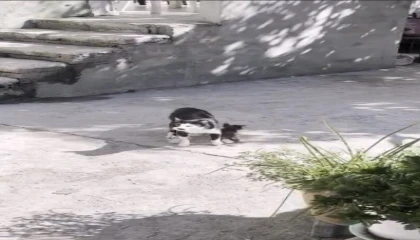 Anne kedinin çukur başındaki nöbeti duygulandırdı