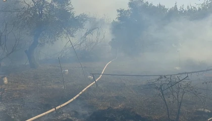 Antakyada zeytinlik alanda yangın