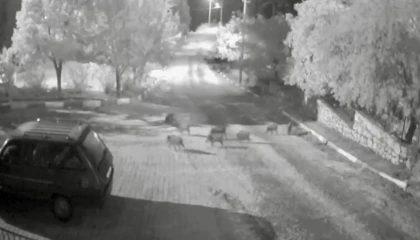 Antalyada domuz sürüsü gece yarısı köye indi: O anlar kameraya yansıdı