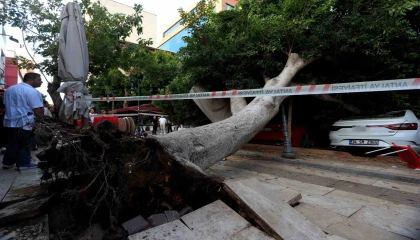 Antalyada faciadan dönüldü: Araçların üzerine devrilen ağacın altında kalmaktan son anda kurtuldu