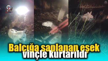 Balçığa saplanan eşek vinçle kurtarıldı
