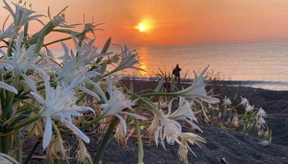 Cezası 2 milyon 800 bin TLye kadar çıkıyor: Akdenizin güzelliği kum zambakları koruma altına alındı