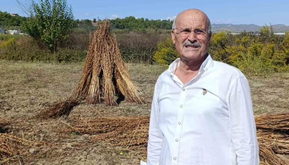 Coğrafi işaret tescilli Altın Susama hırsız dadandı