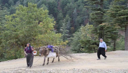 Dağ köylerinde eşekle odun çekme nostalji yaşattı
