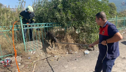 Demir korkuluğa sıkışıp mahsur kalan köpeği itfaiye kurtardı