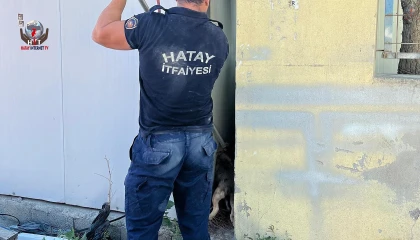 Duvar ile konteyner arasında sıkışan köpeği itfaiye kurtardı