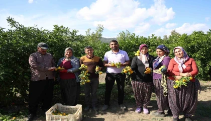 En ucuz meyve: Mandalina bahçede 8 TLye kadar düştü