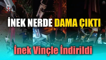Evin damında mahsur kalan inek vinçle kurtarıldı