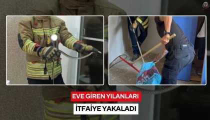Hatayda eve giren 2 yılanı itfaiye yakaladı