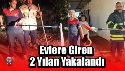 Hatayda evlere giren 2 yılan yakalandı