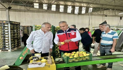 Hatayda limon ihraç eden firmalar denetlendi