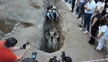 Heyecanlandıran keşif: 16 metrelik Balinanın kafatası ve gövdesi tamamen ortaya çıktı