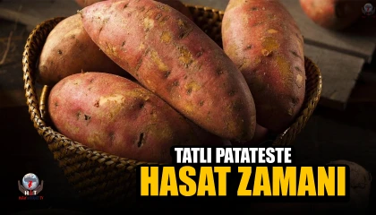 İsmi gibi tadıyla dikkat çeken şifa deposu tatlı patateste hasat başladı