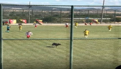 Ispartada amatör maçta sahaya köpek girince oyun durdu