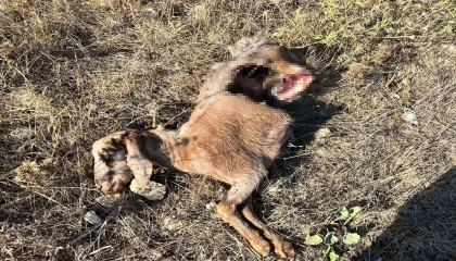İstanbula bir günlüğüne iş seyahatine gitti, döndüğüne keçilerini parçalanmış halde buldu