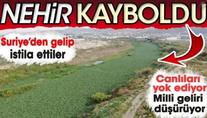 İstilacı su sümbülleri, Asi nehrini yeşile bürüyerek suyu görünmez hale getirdi