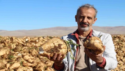 Kahramanmaraşta şeker pancarı sökümü başladı