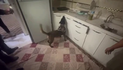 Kasaya zulalanan 10 kiloluk uyuşturucuyu narkotik köpeği Alis buldu