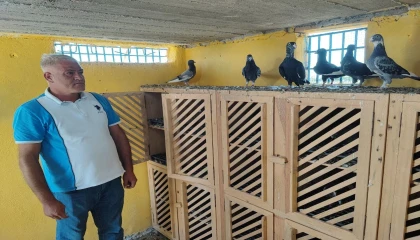 Kayıp güvercinlerini bulana ödülü 100 bin liraya çıkardı