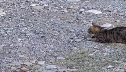 Kedi fareyle top gibi oynadı