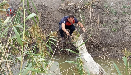 Kırıkhan’da sulama kanalına düşen eşeği itfaiye kurtardı
