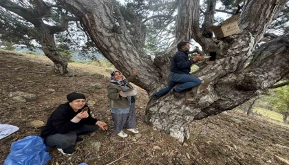 Kovanlarından kaçan firari arıların izini sürüp Toroslardaki doğal kovanları buluyorlar