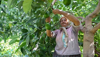 Mersinde çiftçiye tropikal meyve desteği