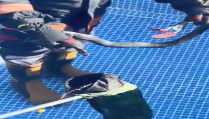 Mersinde havuza karayılan girdi