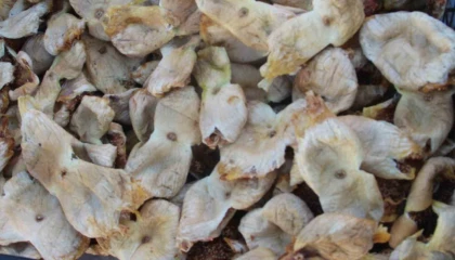 Mersinde incir sezonu sona erdi, üreticisinin yüzü güldü