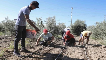 Mersinde üreticiye ilk kez enginar yumrusu desteği verildi