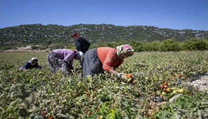 Mersinde üreticiye yüzde 70 hibeli domates fidesi desteği