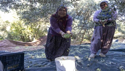 Mersindeki fidan destekleri meyvesini veriyor