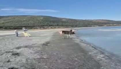 Salda Gölünün maskot geyiği, vatandaşlarla keyifli anlar yaşadı
