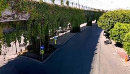 Sarmaşıklarla kaplı metro yolu, görsel şölen oluşturuyor