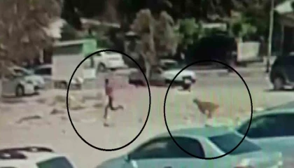 Sayıları 10u bulan sokak köpekleri çocuğa korku dolu anlar yaşattı