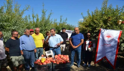 Serikte nar hasadı başladı