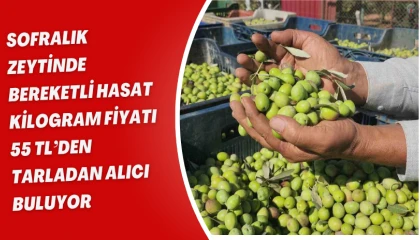 Sofralık zeytinde bereketli hasat, kilogram fiyatı 55 TLden tarladan alıcı buluyor