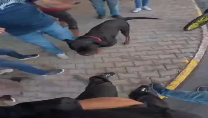 Sokakta ağızlıksız gezdirilen Rottweiler cinsi köpek dehşet saçtı... O anlar kamerada