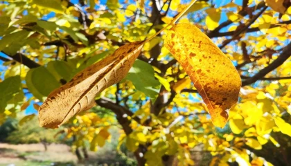 Sonbaharda ağaçlarda renk cümbüşü