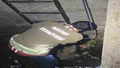 Su dolu kuyuya düşen 2 köpeği itfaiye kurtardı