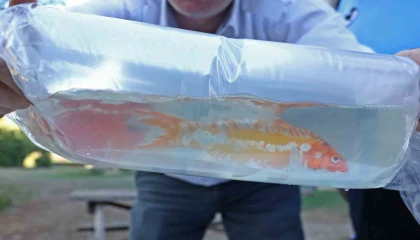 Taylandtan süs balıkları, Tokattan horoz, İstanbuldan kalkan balığı