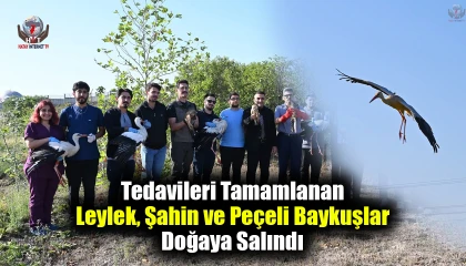 Tedavileri Tamamlanan Leylek, Şahin ve Peçeli Baykuşlar Doğaya Salındı