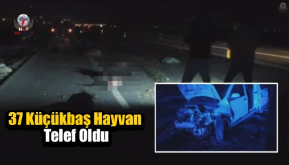 Tır ve hafif ticari araç sürüye daldı: 37 küçükbaş hayvan telef oldu